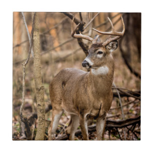 White Schwanz Deer Buck Fliese