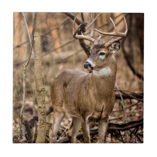 White Schwanz Deer Buck Fliese (Vorderseite)