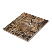 White Schwanz Deer Buck Fliese (Seite)