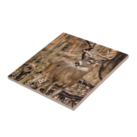 White Schwanz Deer Buck Fliese (Seite)