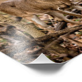 White Schwanz Deer Buck Fotodruck (Ecke)