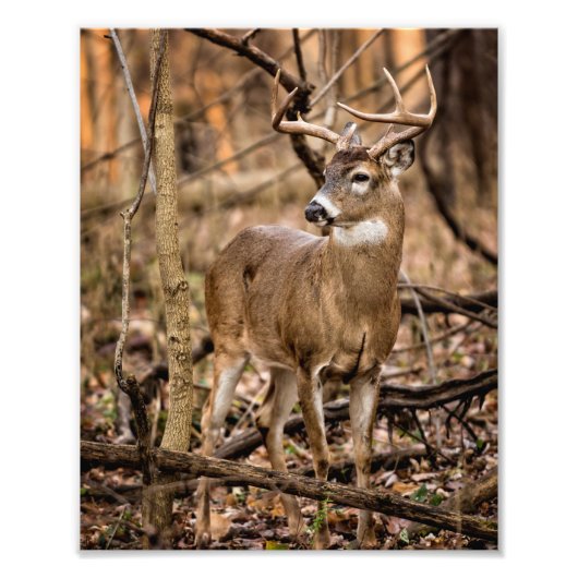 White Schwanz Deer Buck Fotodruck (Vorne)