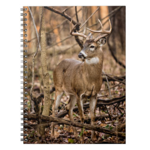 White Schwanz Deer Buck Notizblock