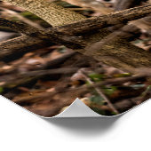 White Schwanz Deer Buck Poster (Ecke)