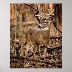 White Schwanz Deer Buck Poster