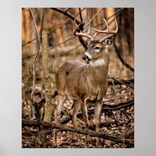 White Schwanz Deer Buck Poster (Vorne)