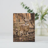 White Schwanz Deer Buck Postkarte (Stehend Vorderseite)