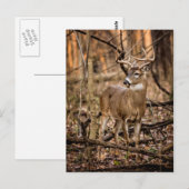 White Schwanz Deer Buck Postkarte (Vorne/Hinten)