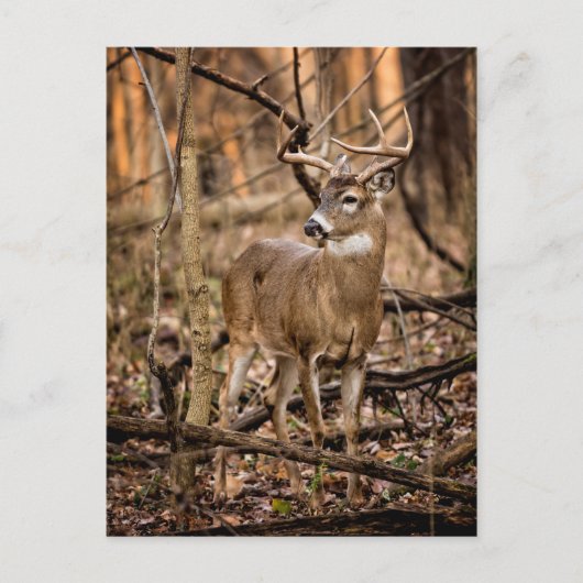 White Schwanz Deer Buck Postkarte (Vorderseite)