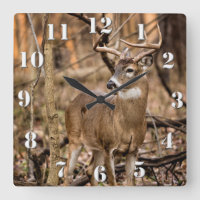 White Schwanz Deer Buck