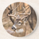 White Schwanz Deer Buck Sandstein Untersetzer (Vorne)