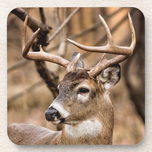 White Schwanz Deer Buck Untersetzer (Vorderseite)
