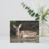 White Schwanz Fawn Postkarte (Stehend Vorderseite)