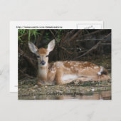 White Schwanz Fawn Postkarte (Vorne/Hinten)