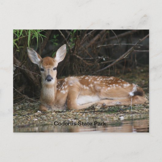 White Schwanz Fawn Postkarte (Vorderseite)