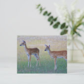 White Schwanz Fawn Postkarte (Stehend Vorderseite)