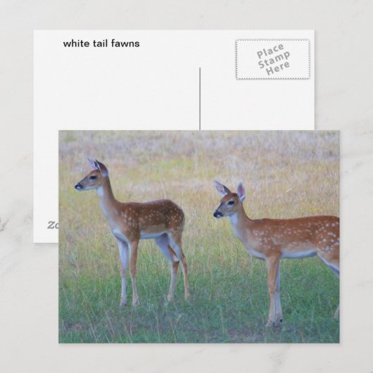 White Schwanz Fawn Postkarte (Vorne/Hinten)