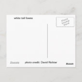 White Schwanz Fawn Postkarte (Rückseite)