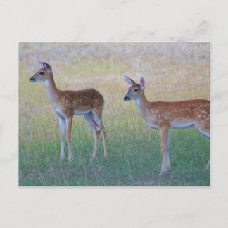 White Schwanz Fawn Postkarte