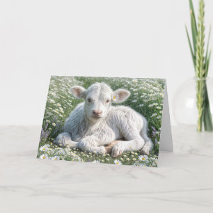 White Scottish Highland Calf bei Daisies Birthday Karte