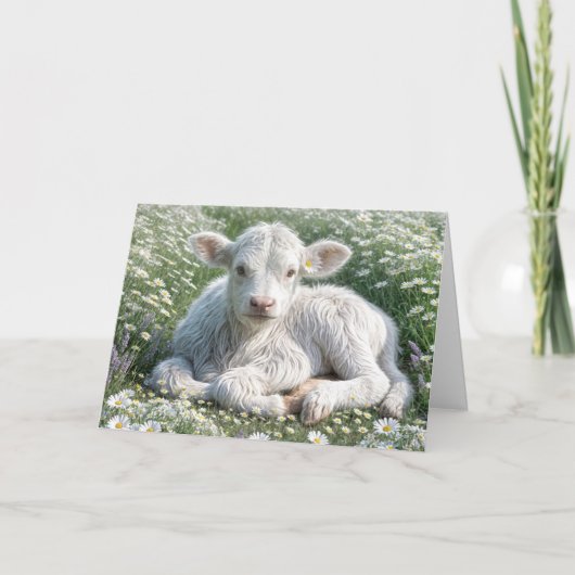 White Scottish Highland Calf bei Daisies Birthday Karte (Vorderseite)
