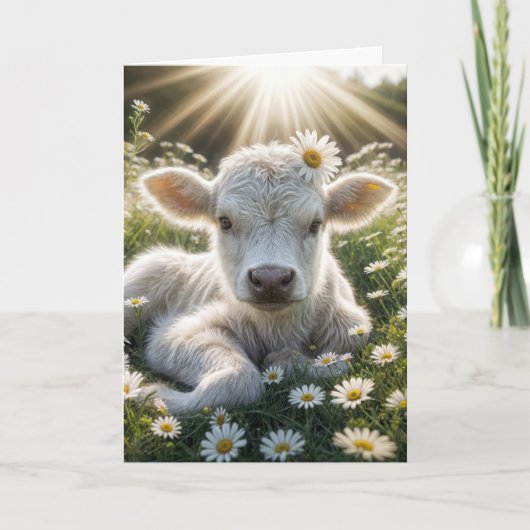 White Scottish Highland Calf Birthday Karte (Vorderseite)