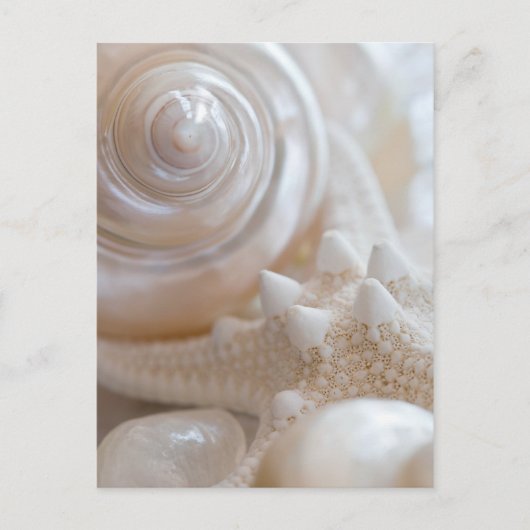 White Seashells Starfish Tropical Beach Muscheln Postkarte (Vorderseite)