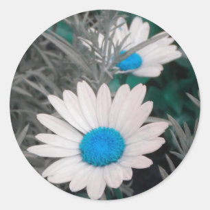 White Shasta Daisis (mit Aquamarinem Blau) Aufkleb Runder Aufkleber