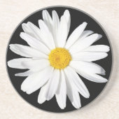 White Shasta Daisy Sandstone Untersetzer (Vorne)