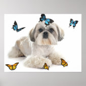 White Shih Tzu Dog Poster (Vorne)
