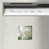 White Shiny Jasmine Magnet (In Situ (Geschirrspüler))