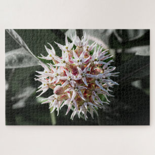 White Showy Milkweed - Naturfotografie Puzzle