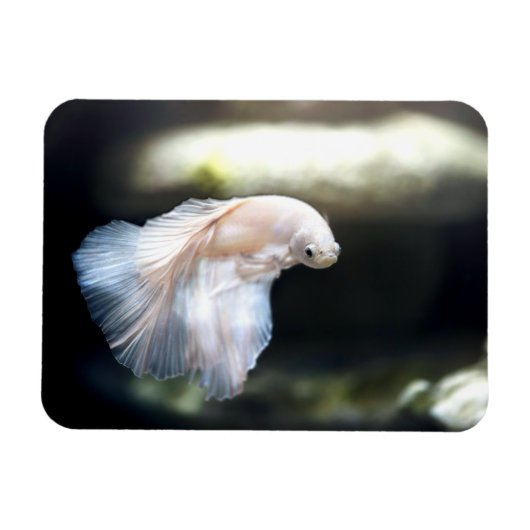 White Siamese Fighting Fish Magnet (Horizontal)