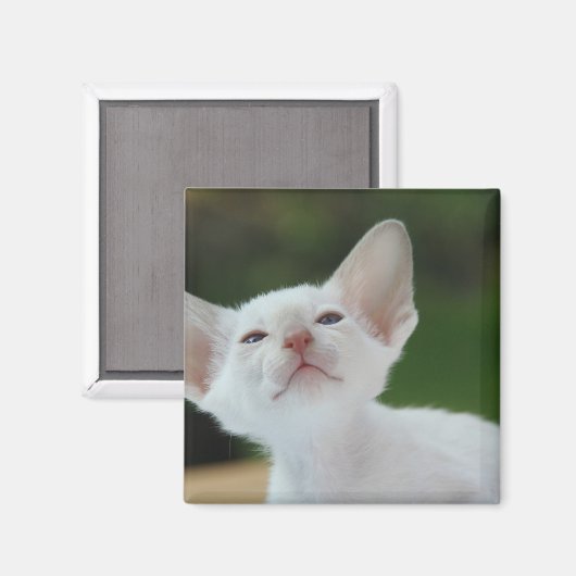 White Siamese Kitten Magnet (Vorderseite/Rückseite)