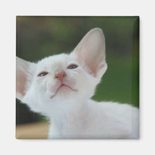 White Siamese Kitten Magnet (Vorne)