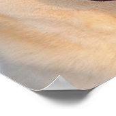 White Siberian Husky Foto Poster (Ecke)