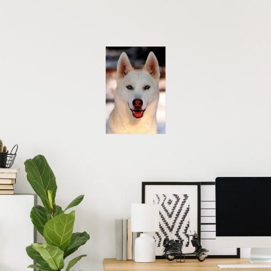 White Siberian Husky Foto Poster (Heimbüro)