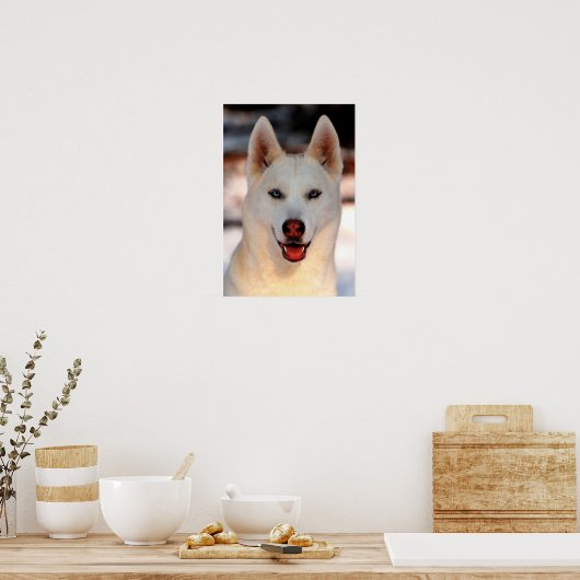White Siberian Husky Foto Poster (Küche)