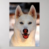 White Siberian Husky Foto Poster (Vorne)