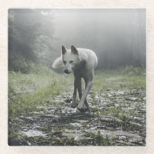 White Siberian Husky Glasuntersetzer (Vorderseite)