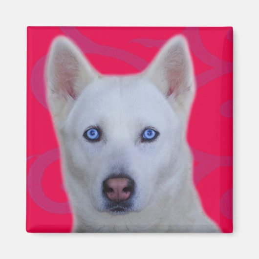White Siberian Husky Magnet (Vorne)