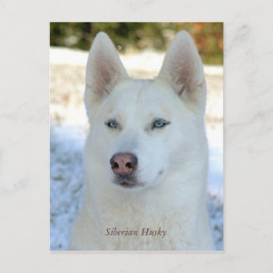 White Siberian Husky Postkarte