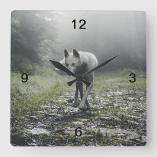White Siberian Husky Quadratische Wanduhr
