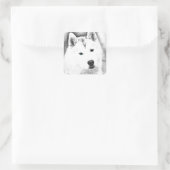White Siberian Husky w/Blue Eyes Frische Kunst, Di Quadratischer Aufkleber (Tasche)