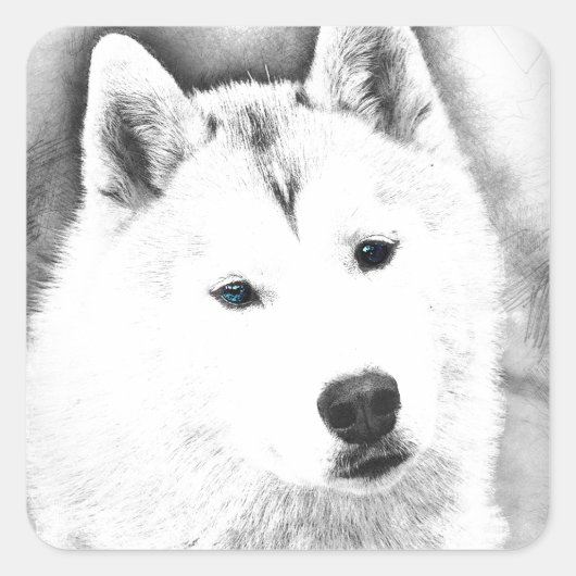White Siberian Husky w/Blue Eyes Frische Kunst, Di Quadratischer Aufkleber (Vorderseite)