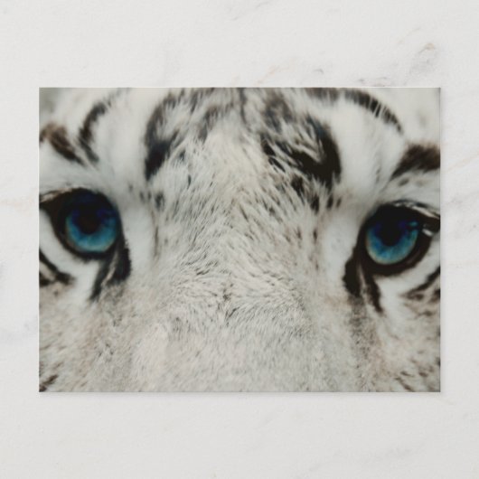White Siberian Tiger Postkarte (Vorderseite)