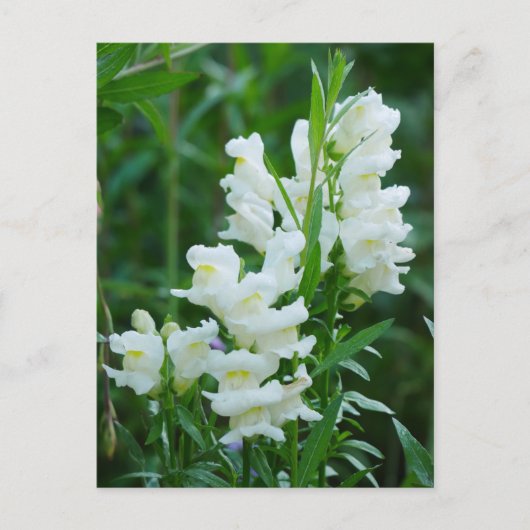 White Snapdragon Blume Postcard Postkarte (Vorderseite)