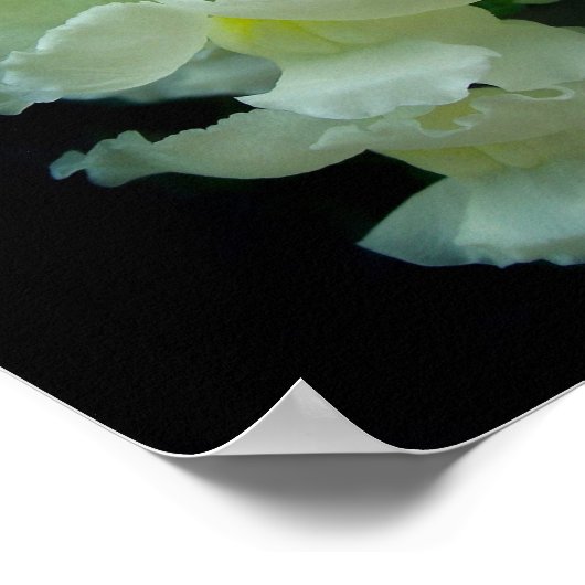 White Snapdragon Poster (Ecke)