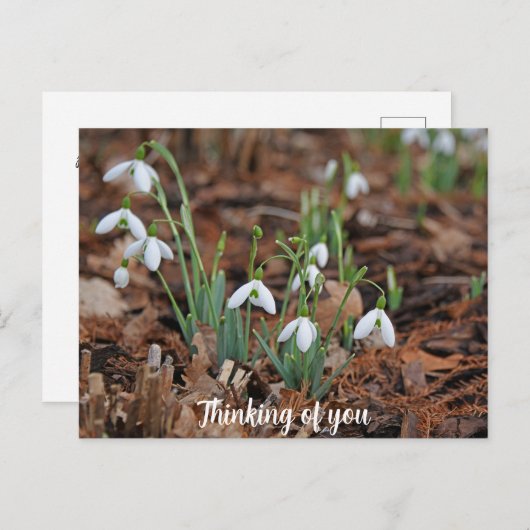 White Snow Drop Celebration Denken Sie an Sie Postkarte (Vorne/Hinten)