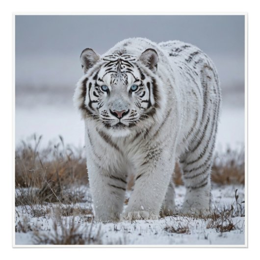 White Snow Tiger Fotodruck (Vorne)